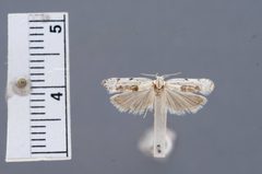 Antaeotricha fuscorectangulata by the Smithsonian. Used under a CC0 license.