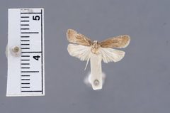 Depressaria alienella by the Smithsonian. Used under a CC0 license.