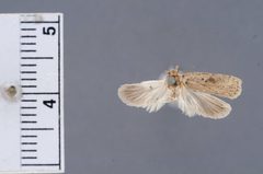 Depressaria amissella by the Smithsonian. Used under a CC0 license.