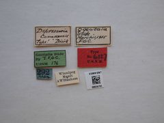 Depressaria canadensis by the Smithsonian. Used under a CC0 license.