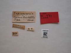 Depressaria curvilinella by the Smithsonian. Used under a CC0 license.