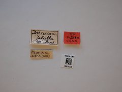 Depressaria juliella by the Smithsonian. Used under a CC0 license.