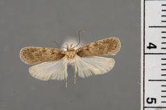 Depressaria pteryxiphaga by the Smithsonian. Used under a CC0 license.