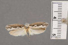 Ethmia semitenebrella by the Smithsonian. Used under a CC0 license.