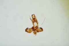 Ethmia umbrimarginella by the Smithsonian. Used under a CC0 license.
