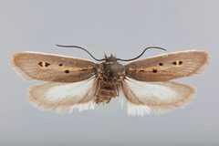 Ethmia umbrimarginella by the Smithsonian. Used under a CC0 license.