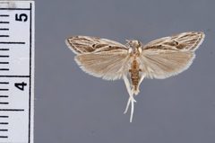 Eupragia hospita by the Smithsonian. Used under a CC0 license.