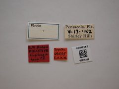 Eupragia hospita by the Smithsonian. Used under a CC0 license.