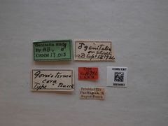 Gonioterma cora by the Smithsonian. Used under a CC0 license.