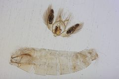 Gonioterma gerda by the Smithsonian. Used under a CC0 license.