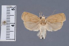 Gonioterma gerda by the Smithsonian. Used under a CC0 license.