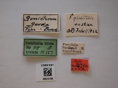 Gonioterma gerda by the Smithsonian. Used under a CC0 license.