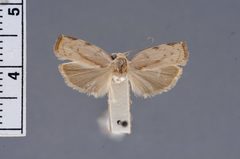 Gonioterma minna by the Smithsonian. Used under a CC0 license.