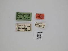 Gonioterma minna by the Smithsonian. Used under a CC0 license.