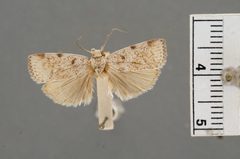 Gonioterma stella by the Smithsonian. Used under a CC0 license.