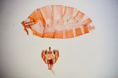 Gonioterma stella by the Smithsonian. Used under a CC0 license.