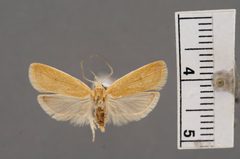 Himmacia stratia by the Smithsonian. Used under a CC0 license.
