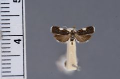 Menesta melanella by the Smithsonian. Used under a CC0 license.