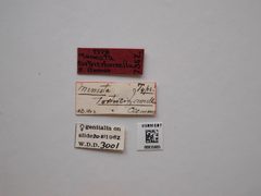 Menesta tortriciformella by the Smithsonian. Used under a CC0 license.