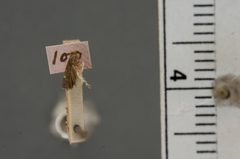 Menesta tortriciformella by the Smithsonian. Used under a CC0 license.