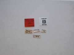 Psilocorsis caryae by the Smithsonian. Used under a CC0 license.