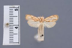 Psilocorsis crucifera by the Smithsonian. Used under a CC0 license.