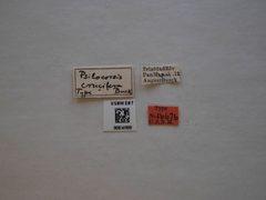 Psilocorsis crucifera by the Smithsonian. Used under a CC0 license.