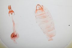 Psilocorsis fatula by the Smithsonian. Used under a CC0 license.