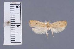 Psilocorsis fatula by the Smithsonian. Used under a CC0 license.
