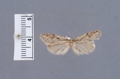 Semioscopis aurorella by the Smithsonian. Used under a CC0 license.