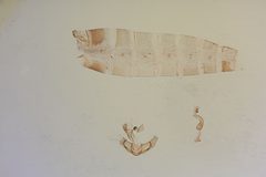 Semioscopis aurorella by the Smithsonian. Used under a CC0 license.