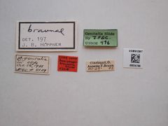 Semioscopis braunae by the Smithsonian. Used under a CC0 license.