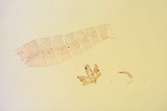 Semioscopis braunae by the Smithsonian. Used under a CC0 license.