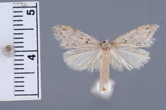 Semioscopis braunae by the Smithsonian. Used under a CC0 license.