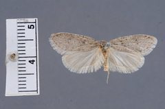 Semioscopis inornata by the Smithsonian. Used under a CC0 license.
