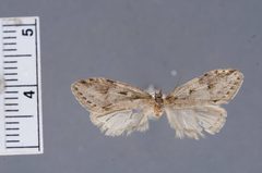 Semioscopis mcdunnoughi by the Smithsonian. Used under a CC0 license.
