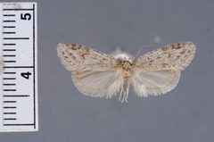 Semioscopis megamicrella by the Smithsonian. Used under a CC0 license.