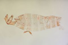 Semioscopis megamicrella by the Smithsonian. Used under a CC0 license.