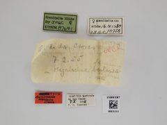 Anchimompha melaleuca by the Smithsonian. Used under a CC0 license.