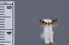Elachista dagnirella by the Smithsonian. Used under a CC0 license.