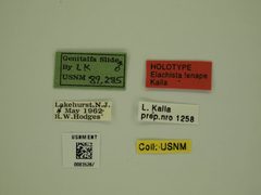 Elachista lenape by the Smithsonian. Used under a CC0 license.