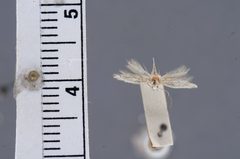 Elachista lurida by the Smithsonian. Used under a CC0 license.
