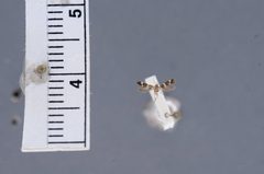 Elachista nienorella by the Smithsonian. Used under a CC0 license.