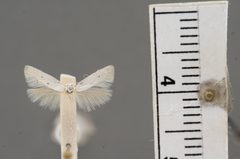 Mendesia serica by the Smithsonian. Used under a CC0 license.