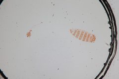 Perittia clarkei by the Smithsonian. Used under a CC0 license.