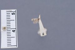 Perittia clarkei by the Smithsonian. Used under a CC0 license.