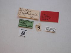 Agnippe biscolorella by the Smithsonian. Used under a CC0 license.