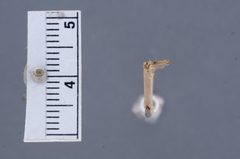 Agnippe biscolorella by the Smithsonian. Used under a CC0 license.