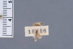Anacampsis argyrothamniella by the Smithsonian. Used under a CC0 license.