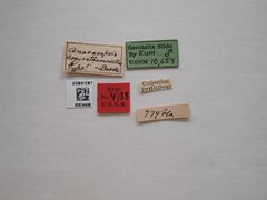 Anacampsis argyrothamniella by the Smithsonian. Used under a CC0 license.